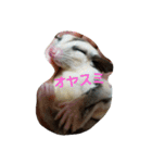 愉快なフクモモズ（個別スタンプ：17）