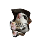 愉快なフクモモズ（個別スタンプ：31）