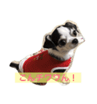 ボストン・チワワ べてぃ ＆ みにぃ（個別スタンプ：1）