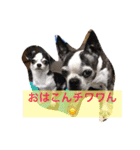 ボストン・チワワ べてぃ ＆ みにぃ（個別スタンプ：2）