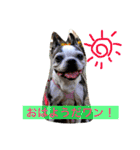 ボストン・チワワ べてぃ ＆ みにぃ（個別スタンプ：3）