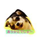 ボストン・チワワ べてぃ ＆ みにぃ（個別スタンプ：4）