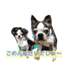 ボストン・チワワ べてぃ ＆ みにぃ（個別スタンプ：5）