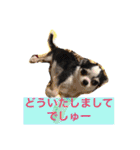 ボストン・チワワ べてぃ ＆ みにぃ（個別スタンプ：6）