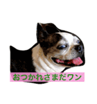 ボストン・チワワ べてぃ ＆ みにぃ（個別スタンプ：7）