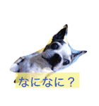 ボストン・チワワ べてぃ ＆ みにぃ（個別スタンプ：8）