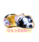ボストン・チワワ べてぃ ＆ みにぃ（個別スタンプ：9）