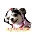 ボストン・チワワ べてぃ ＆ みにぃ（個別スタンプ：10）