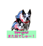 ボストン・チワワ べてぃ ＆ みにぃ（個別スタンプ：12）