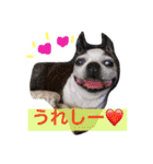 ボストン・チワワ べてぃ ＆ みにぃ（個別スタンプ：13）