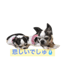 ボストン・チワワ べてぃ ＆ みにぃ（個別スタンプ：14）