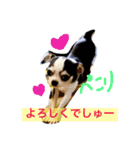 ボストン・チワワ べてぃ ＆ みにぃ（個別スタンプ：15）