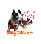 ボストン・チワワ べてぃ ＆ みにぃ（個別スタンプ：16）