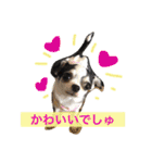 ボストン・チワワ べてぃ ＆ みにぃ（個別スタンプ：18）