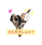 ボストン・チワワ べてぃ ＆ みにぃ（個別スタンプ：19）