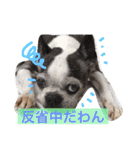 ボストン・チワワ べてぃ ＆ みにぃ（個別スタンプ：20）