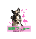 ボストン・チワワ べてぃ ＆ みにぃ（個別スタンプ：21）