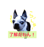 ボストン・チワワ べてぃ ＆ みにぃ（個別スタンプ：22）