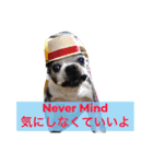 ボストン・チワワ べてぃ ＆ みにぃ（個別スタンプ：23）