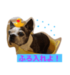 ボストン・チワワ べてぃ ＆ みにぃ（個別スタンプ：24）