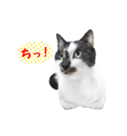 ポポとマルコ（個別スタンプ：16）