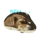 ラッキーちゃん（個別スタンプ：1）