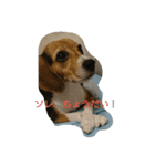 ラッキーちゃん（個別スタンプ：4）