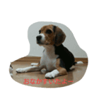 ラッキーちゃん（個別スタンプ：6）
