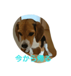 ラッキーちゃん（個別スタンプ：8）