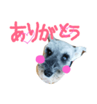 シュナウザーの海くん！（個別スタンプ：3）