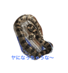 コーンスネーク（個別スタンプ：1）