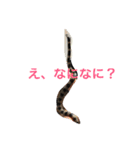 コーンスネーク（個別スタンプ：2）
