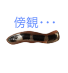 コーンスネーク（個別スタンプ：5）