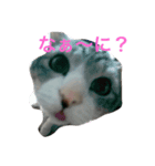Kota Diary（個別スタンプ：1）