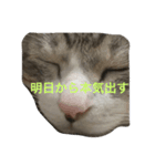 Kota Diary（個別スタンプ：6）
