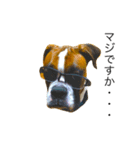 ボクサー犬 かんきち（個別スタンプ：1）