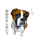 ボクサー犬 かんきち（個別スタンプ：2）