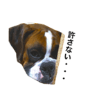 ボクサー犬 かんきち（個別スタンプ：3）