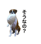ボクサー犬 かんきち（個別スタンプ：4）