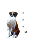 ボクサー犬 かんきち（個別スタンプ：5）