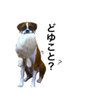 ボクサー犬 かんきち（個別スタンプ：6）