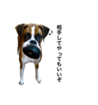 ボクサー犬 かんきち（個別スタンプ：9）