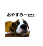 ボクサー犬 かんきち（個別スタンプ：12）