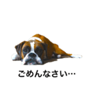 ボクサー犬 かんきち（個別スタンプ：13）