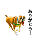 ボクサー犬 かんきち（個別スタンプ：14）