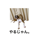 ボクサー犬 かんきち（個別スタンプ：15）
