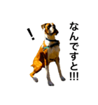ボクサー犬 かんきち（個別スタンプ：16）