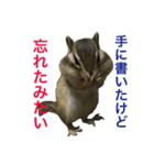 しまりす菜那のひととき6（個別スタンプ：4）