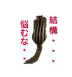 しまりす菜那のひととき6（個別スタンプ：5）
