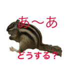 しまりす菜那のひととき6（個別スタンプ：6）